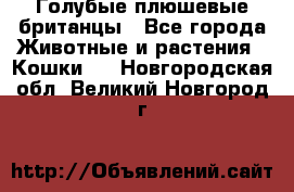 Голубые плюшевые британцы - Все города Животные и растения » Кошки   . Новгородская обл.,Великий Новгород г.